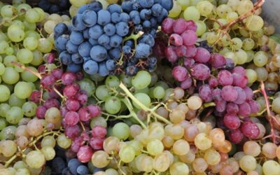 Conoce las uvas para elaboración del vino.