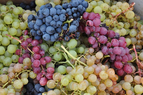 Conoce las uvas para elaboración del vino.